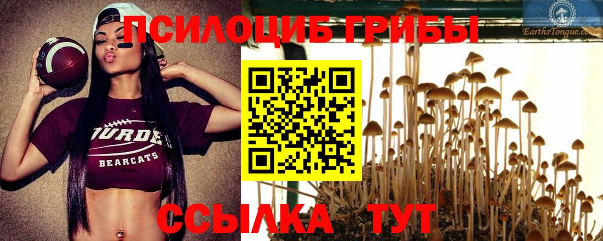 Галлюциногенные грибы Psilocybe Ипатово